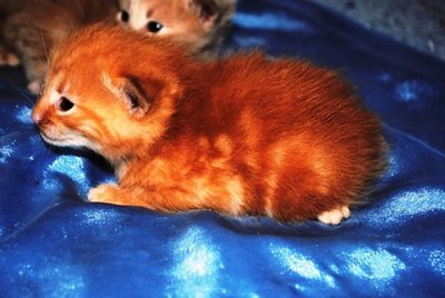 КОТЯТА.jpg1.jpg
