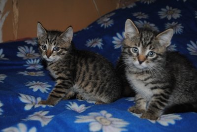 DSC_1489.JPG