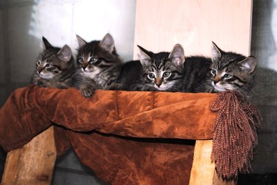 DSC_1511.JPG