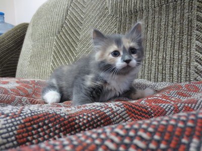 кот2.jpg