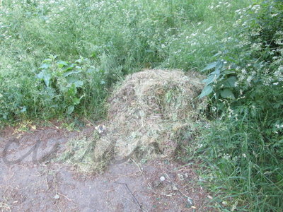 16.06.13 013-001.jpg