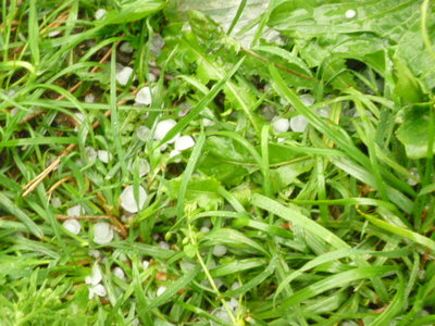 P1050559-1.JPG