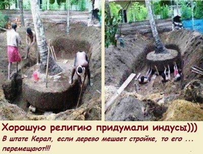 дерево.jpg