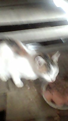 IMG00066.jpg