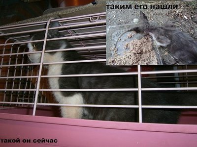таким его нашли.jpg