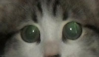 котт.jpg