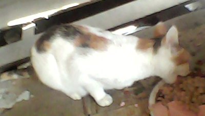 IMG00071.jpg
