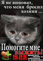 кот.jpg