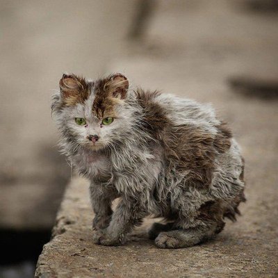 кошачье несчастье.jpg