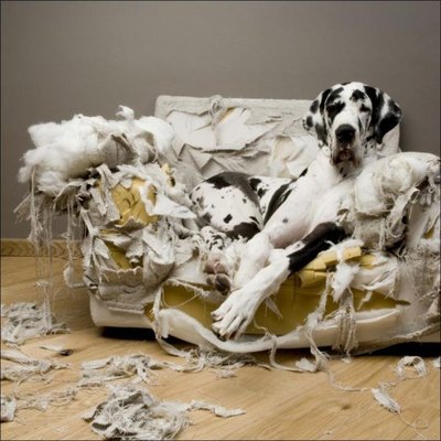 Dogs_31.jpg