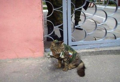 koshka2.jpg