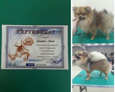 Сертификат.jpg