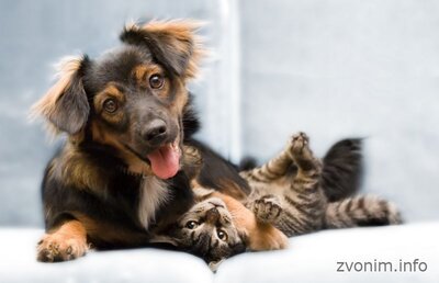 moskva-veterinarnaya_vyzyvnaya_sluzhba_dingo_3809.jpeg
