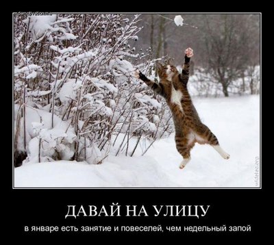кот.jpg