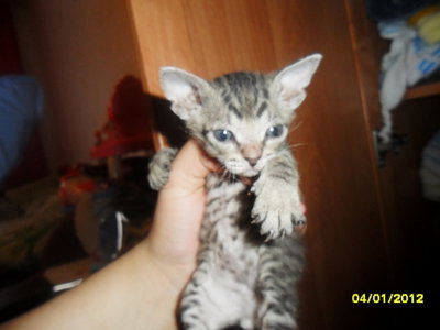 20120111fSFmm4UJEqvvhAmJ_GS7pu_large.jpeg