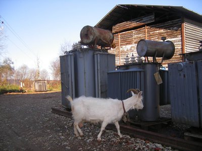 коза.jpg