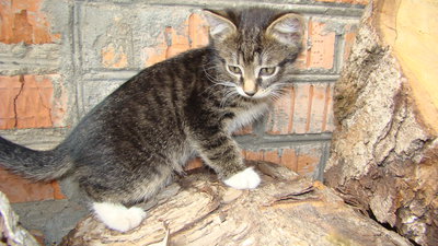 кот 014.JPG