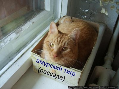 амурсткий тигр . рассада.jpg